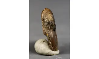 Graphoceras cornu