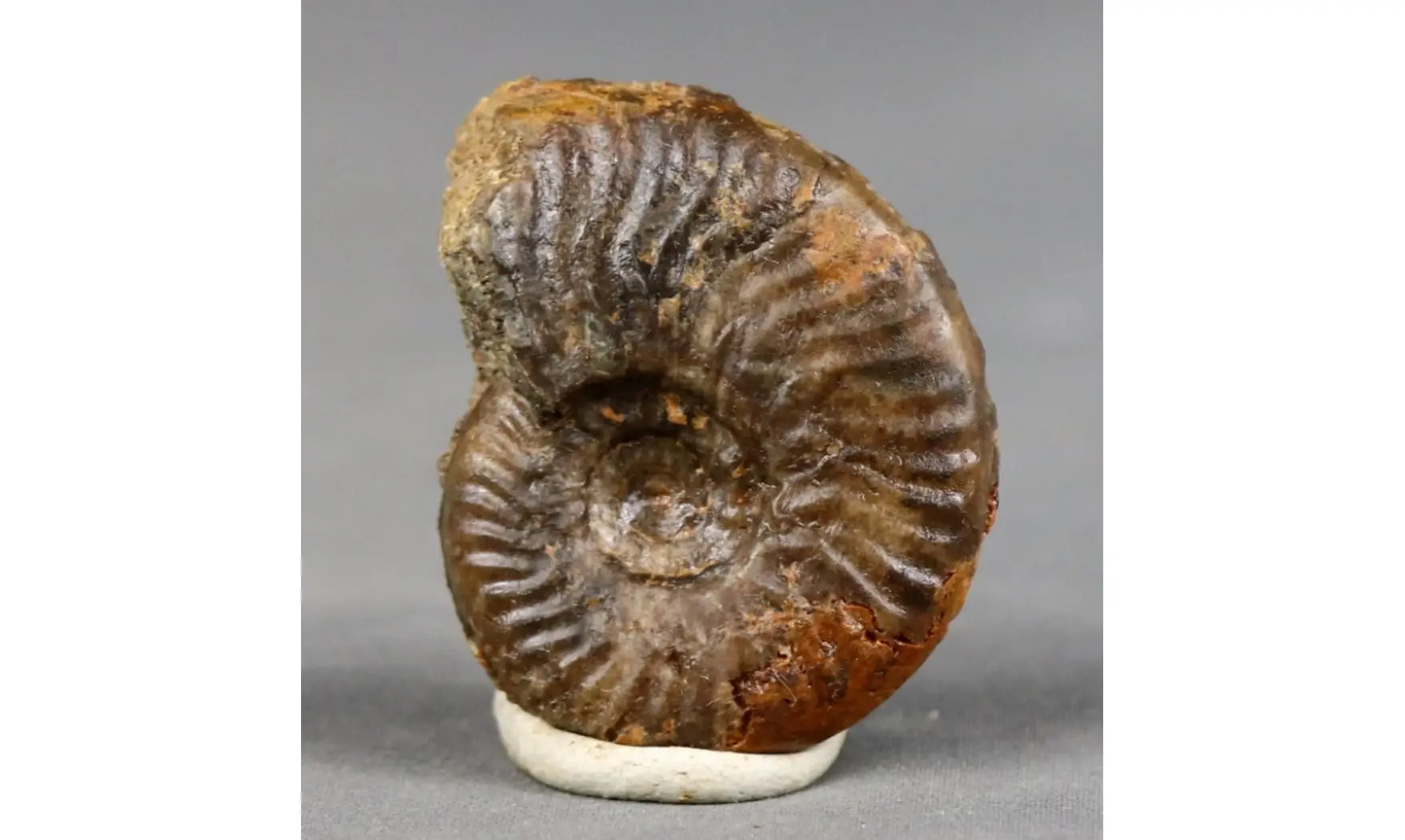 Graphoceras cornu