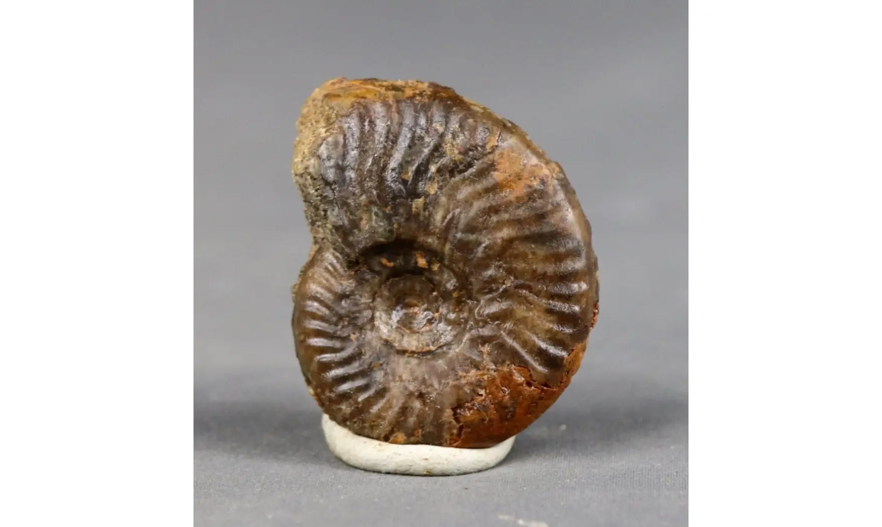 Graphoceras cornu