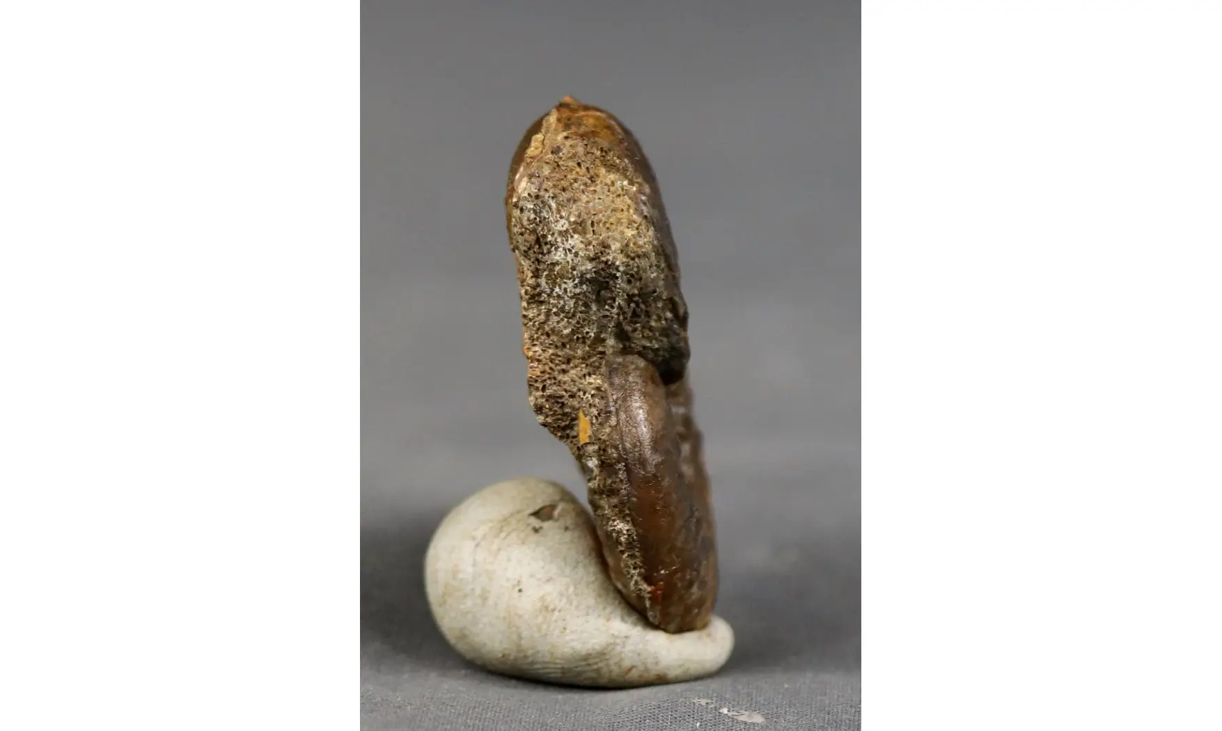 Graphoceras cornu