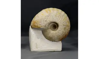 Macrocephalites lamellosus