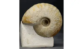 Macrocephalites lamellosus