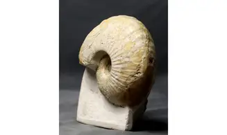 Macrocephalites lamellosus