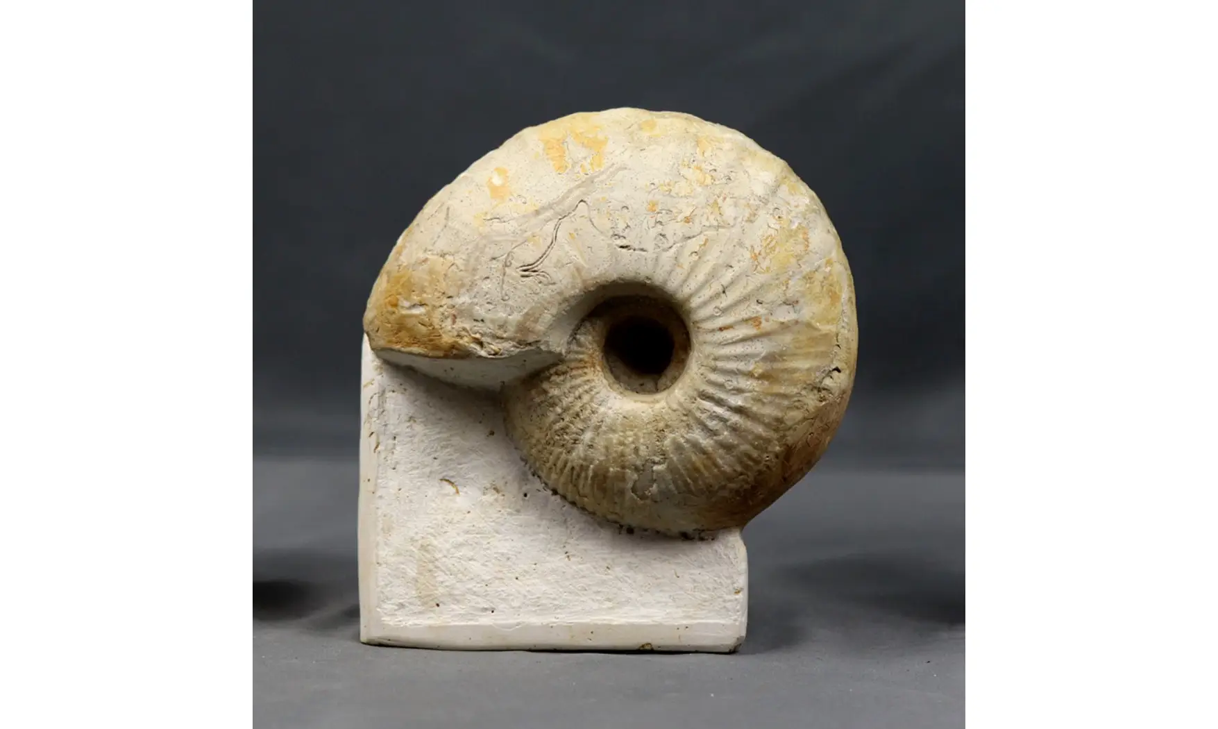Macrocephalites lamellosus