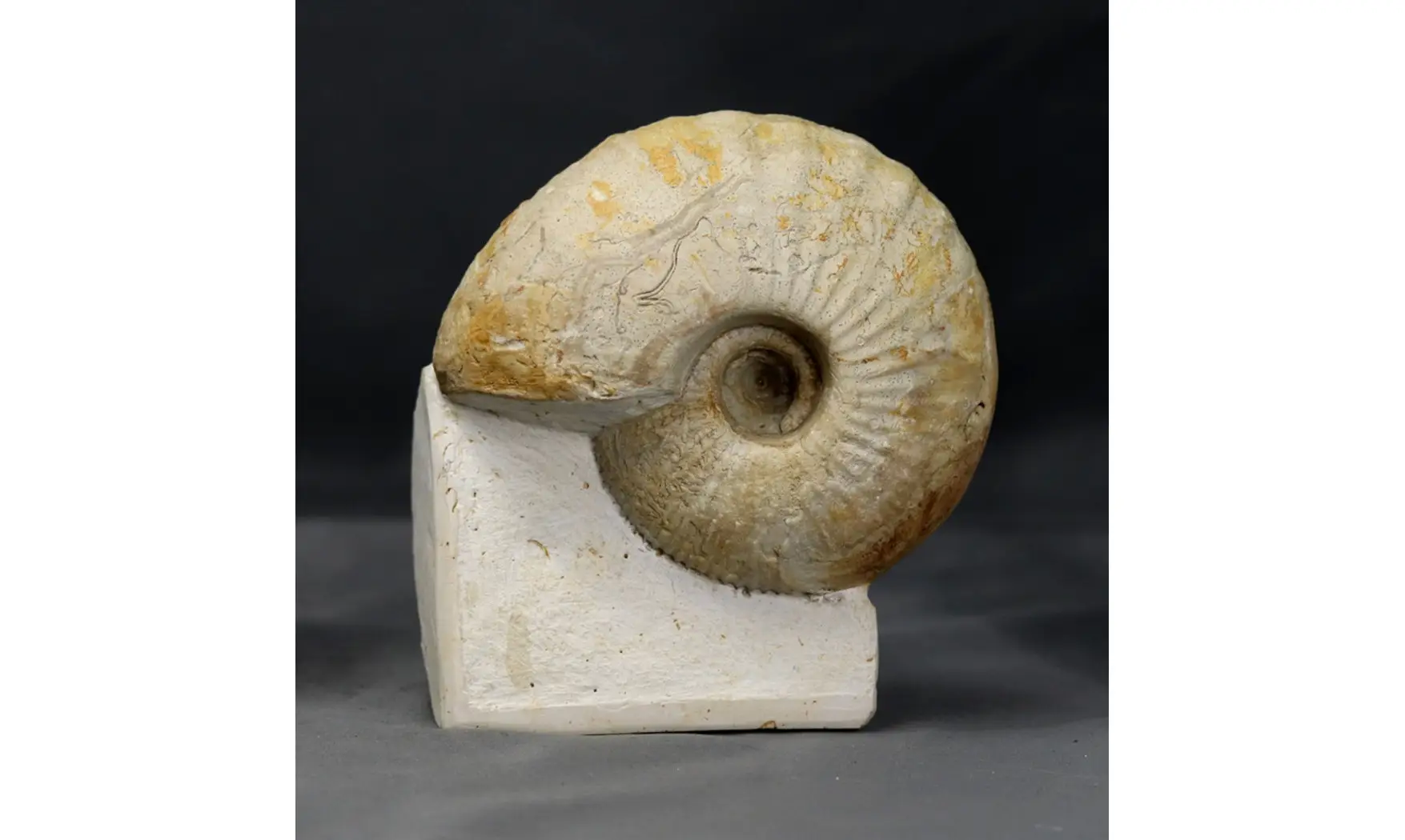 Macrocephalites lamellosus