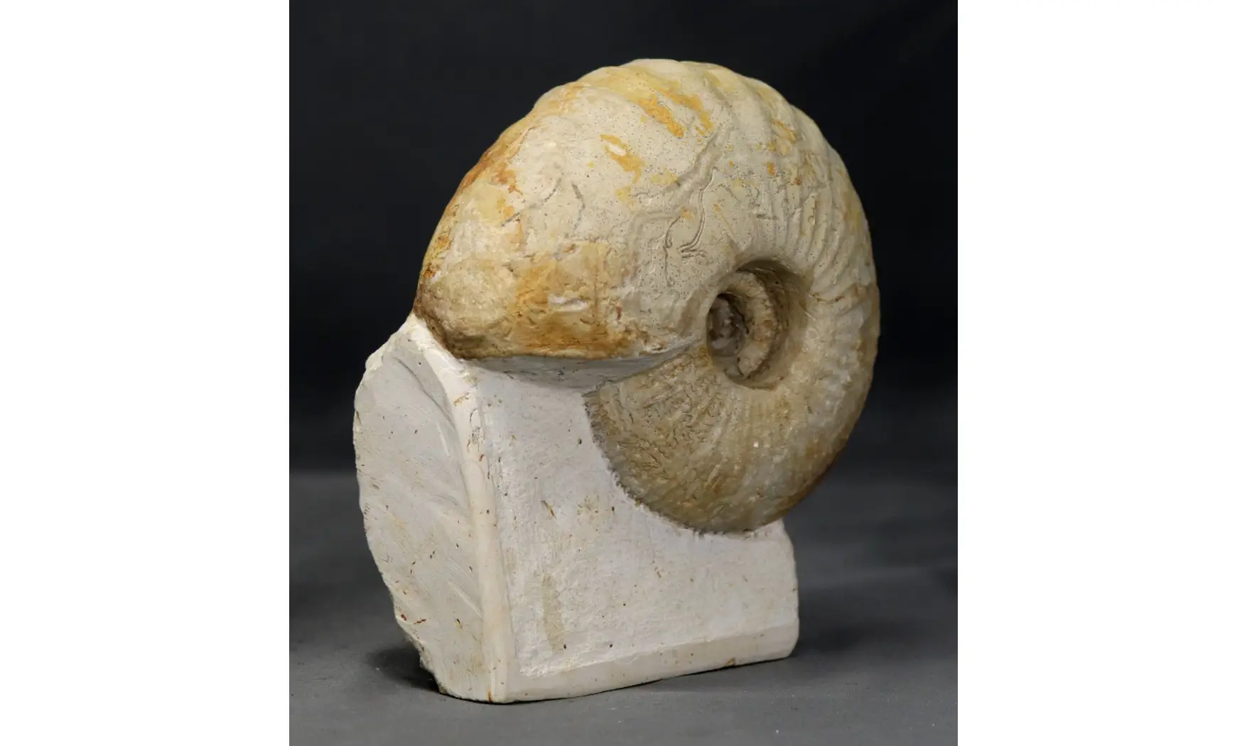 Macrocephalites lamellosus