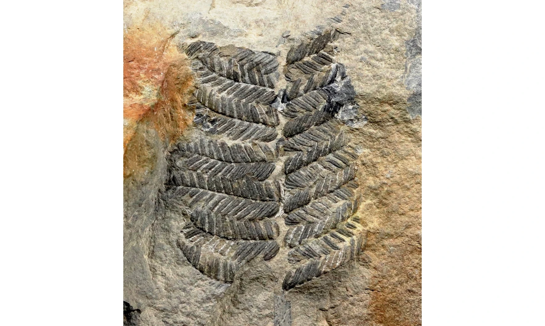 Pecopteris aspera