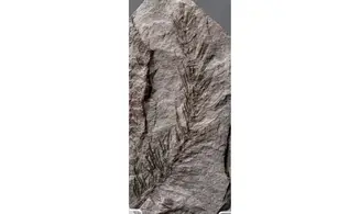 Asterophyllites equisetiformis