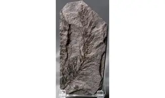 Asterophyllites equisetiformis