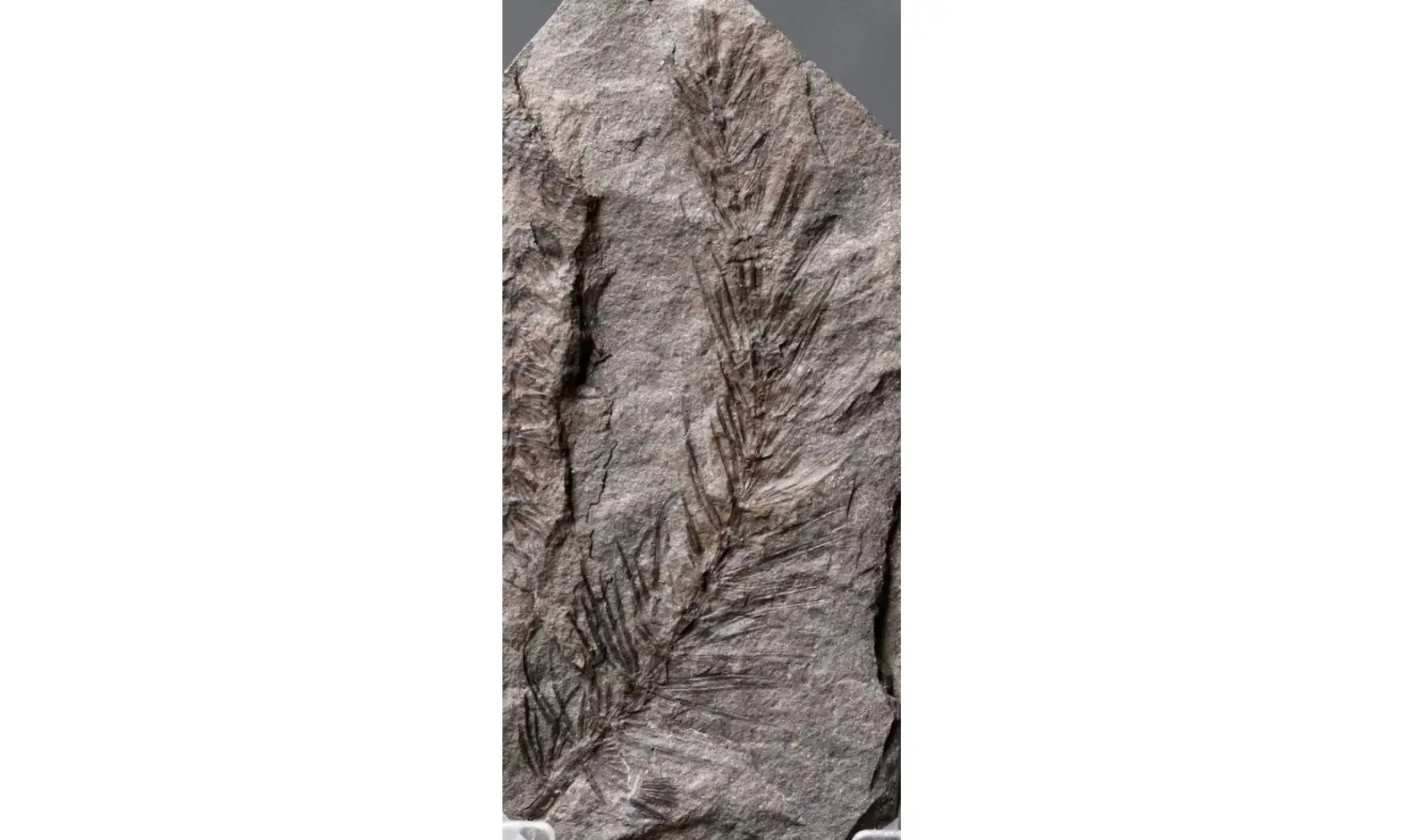 Asterophyllites equisetiformis