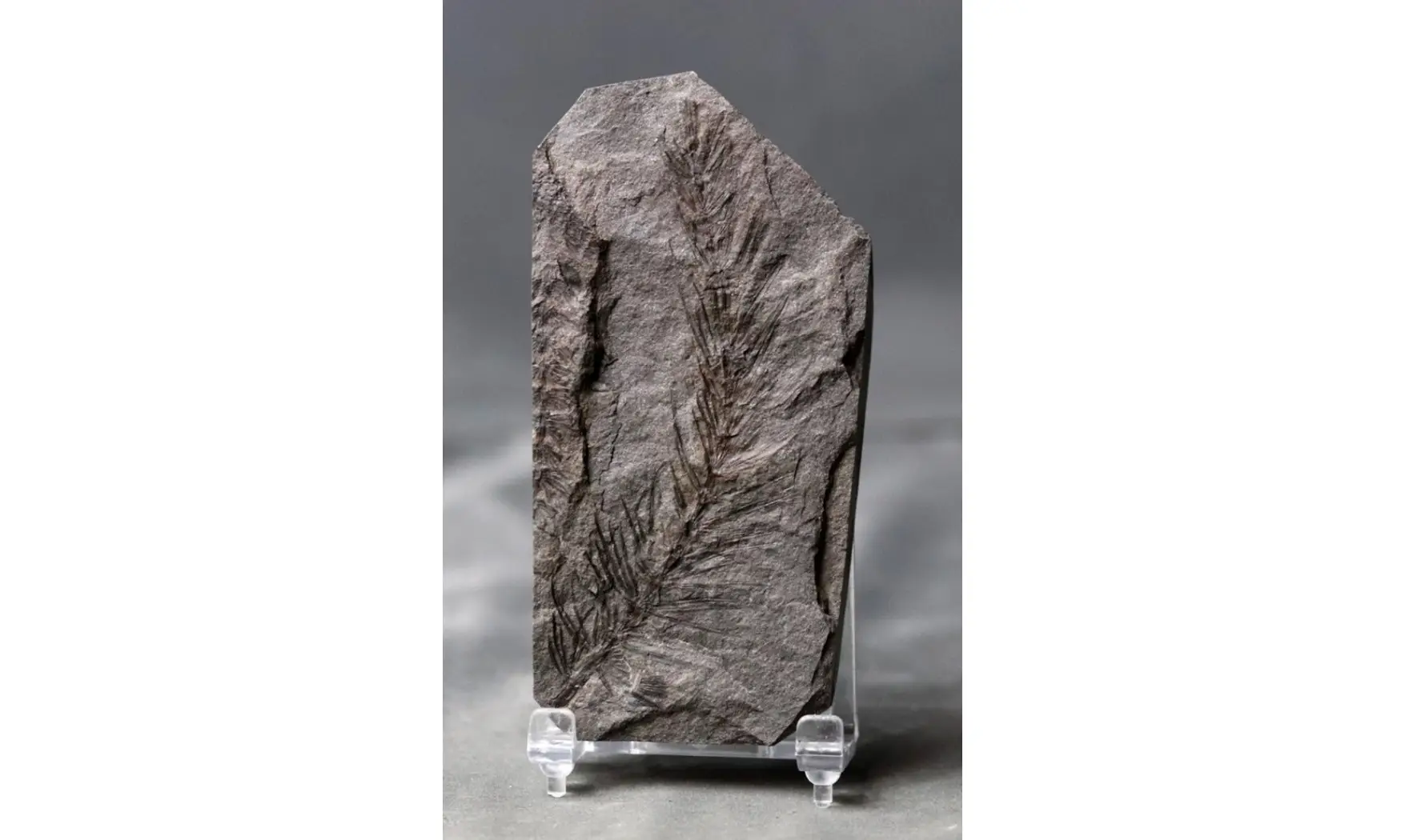 Asterophyllites equisetiformis