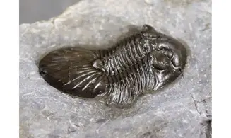 Scabriscutellum aff. furciferum