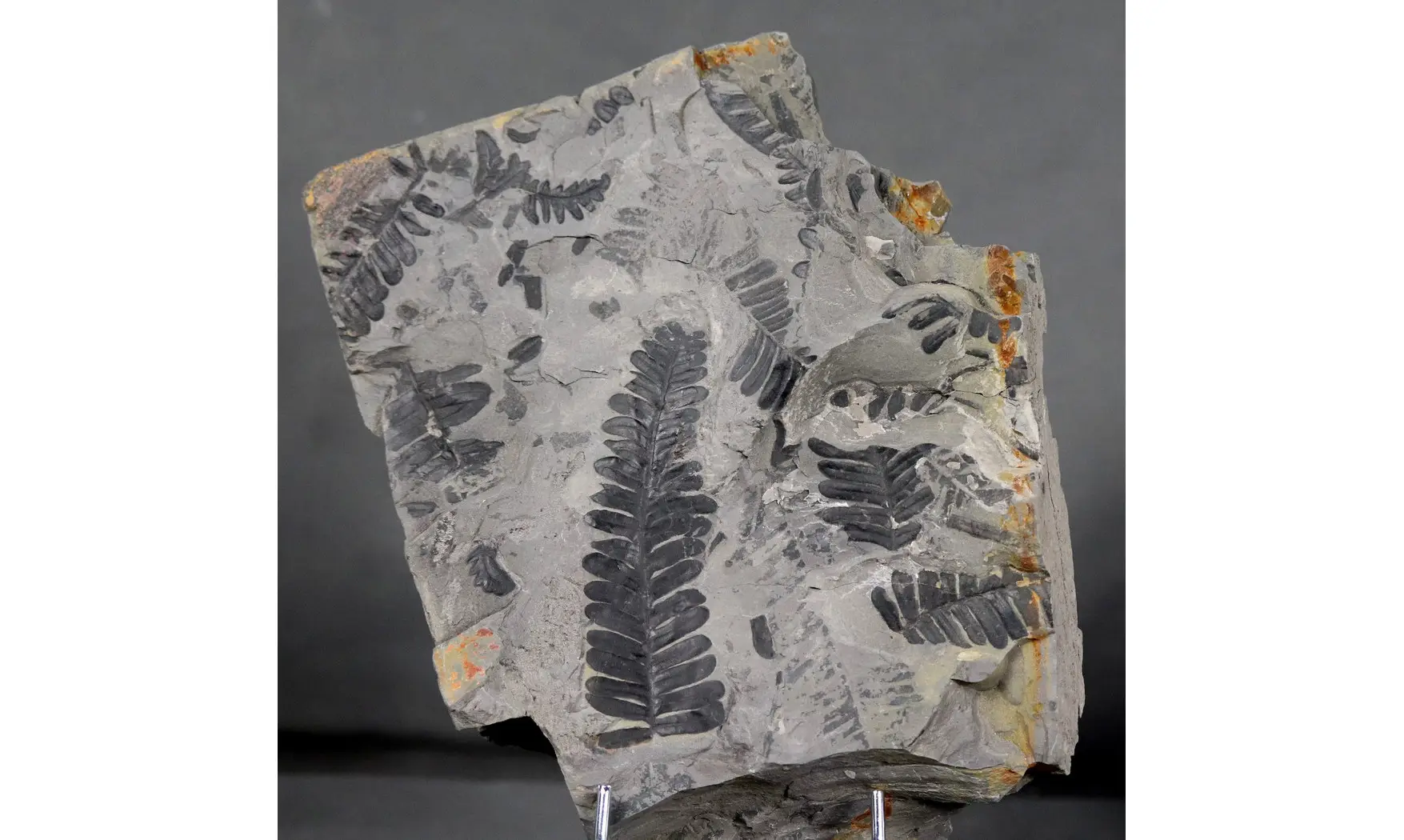 Alethopteris sp