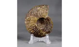 Oraniceras wuerttembergica