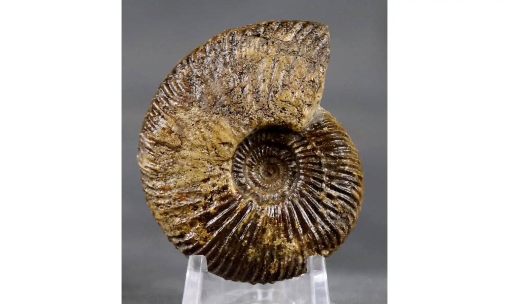 Oraniceras wuerttembergica