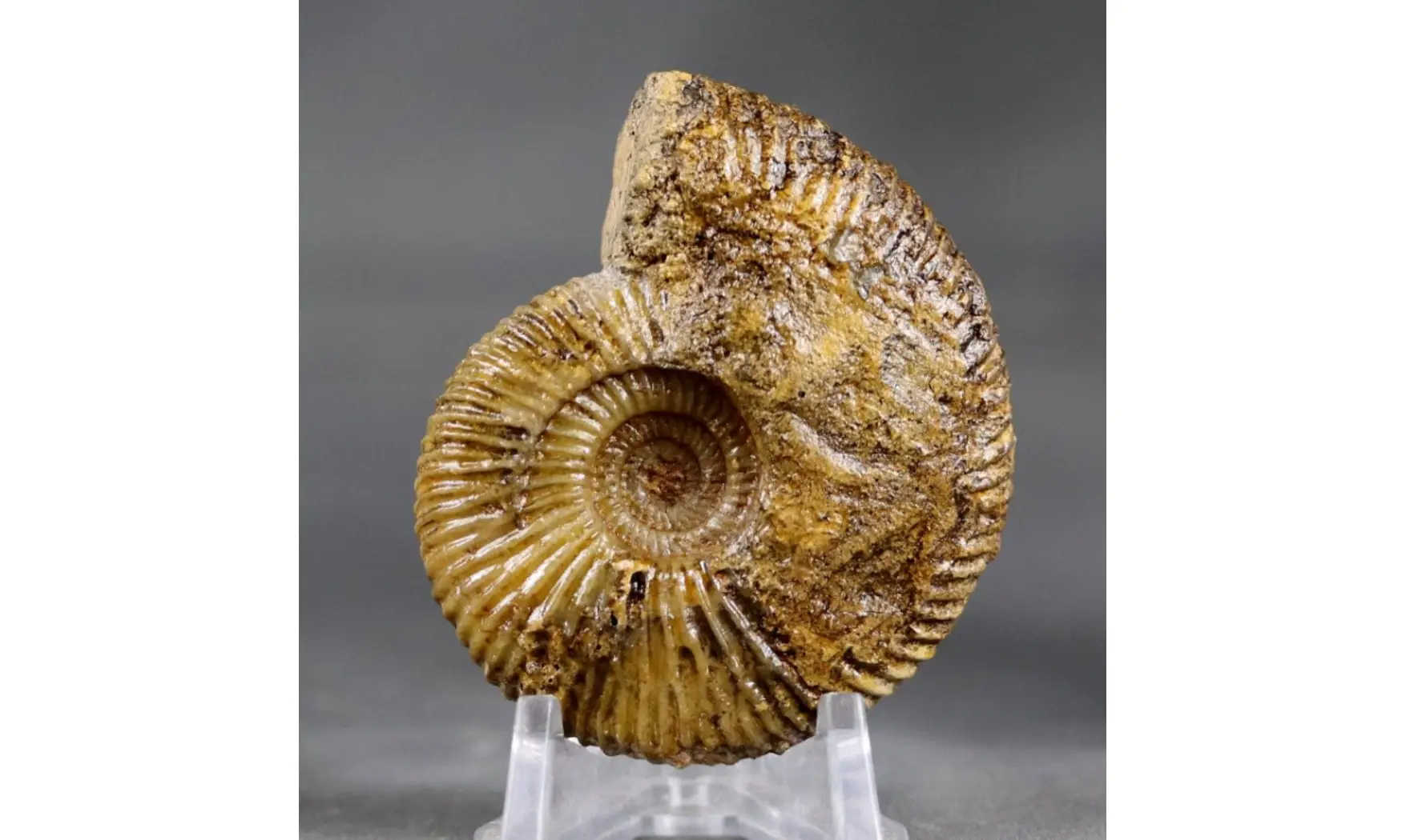 Oraniceras wuerttembergica