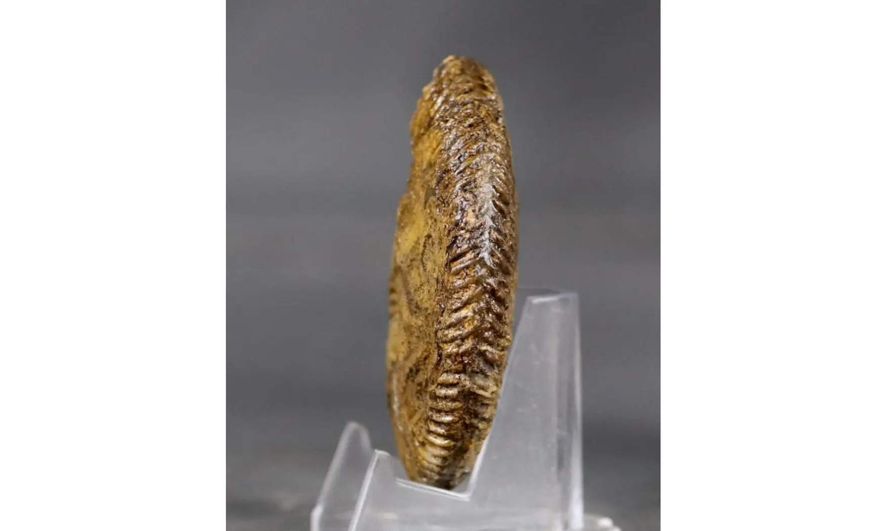 Oraniceras wuerttembergica