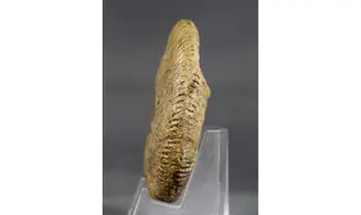 Morphoceras egrediens