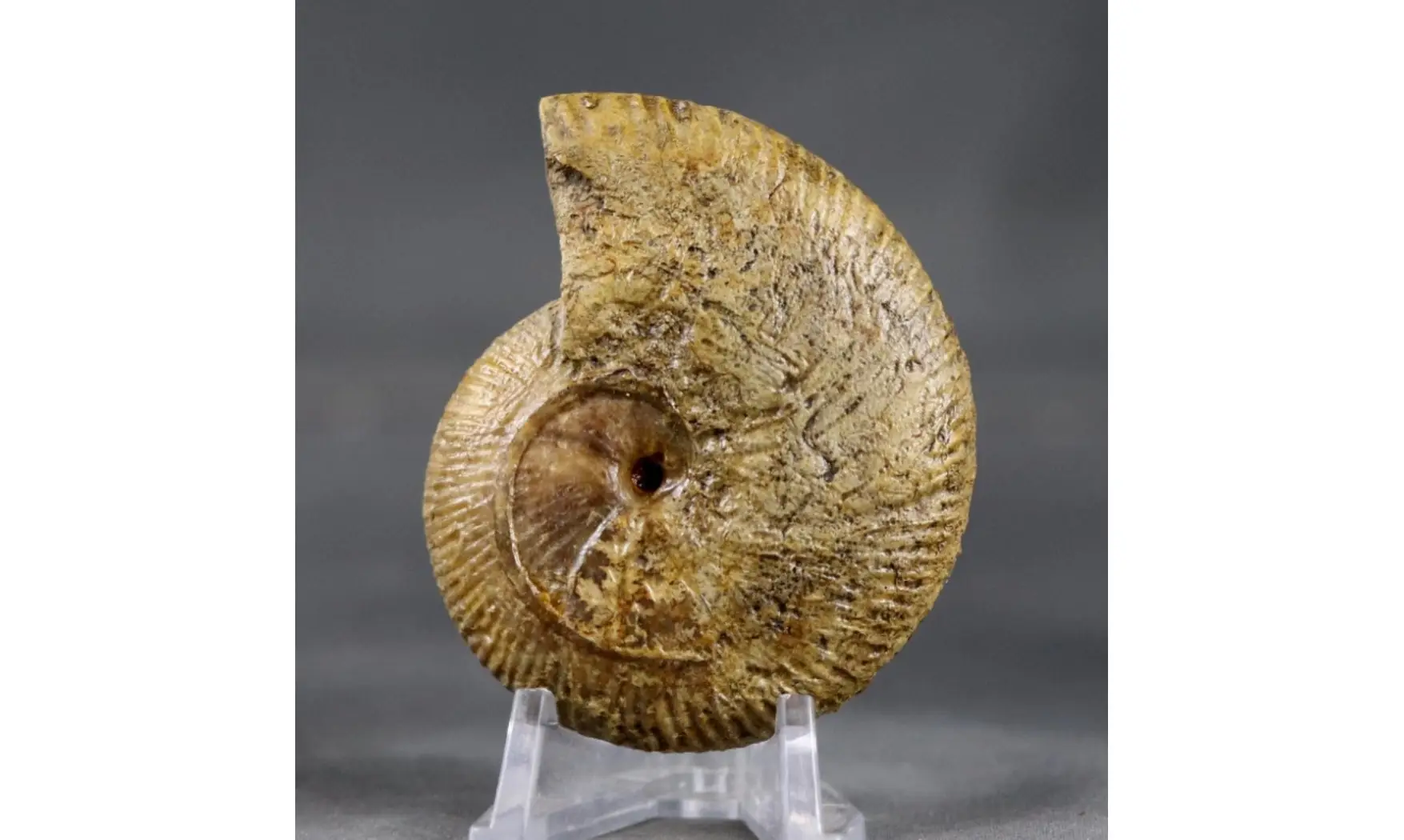 Morphoceras egrediens