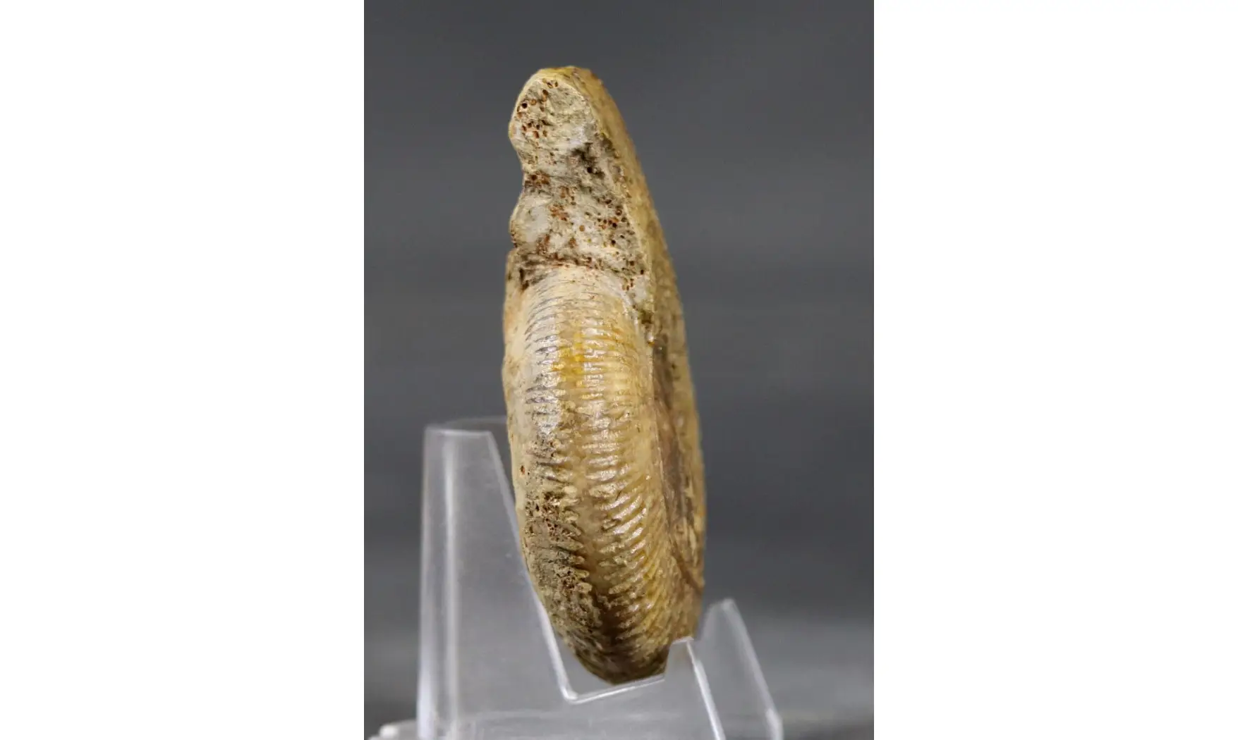 Morphoceras egrediens