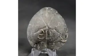 Isomicraster stolleyi