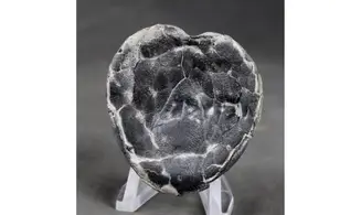 Isomicraster stolleyi
