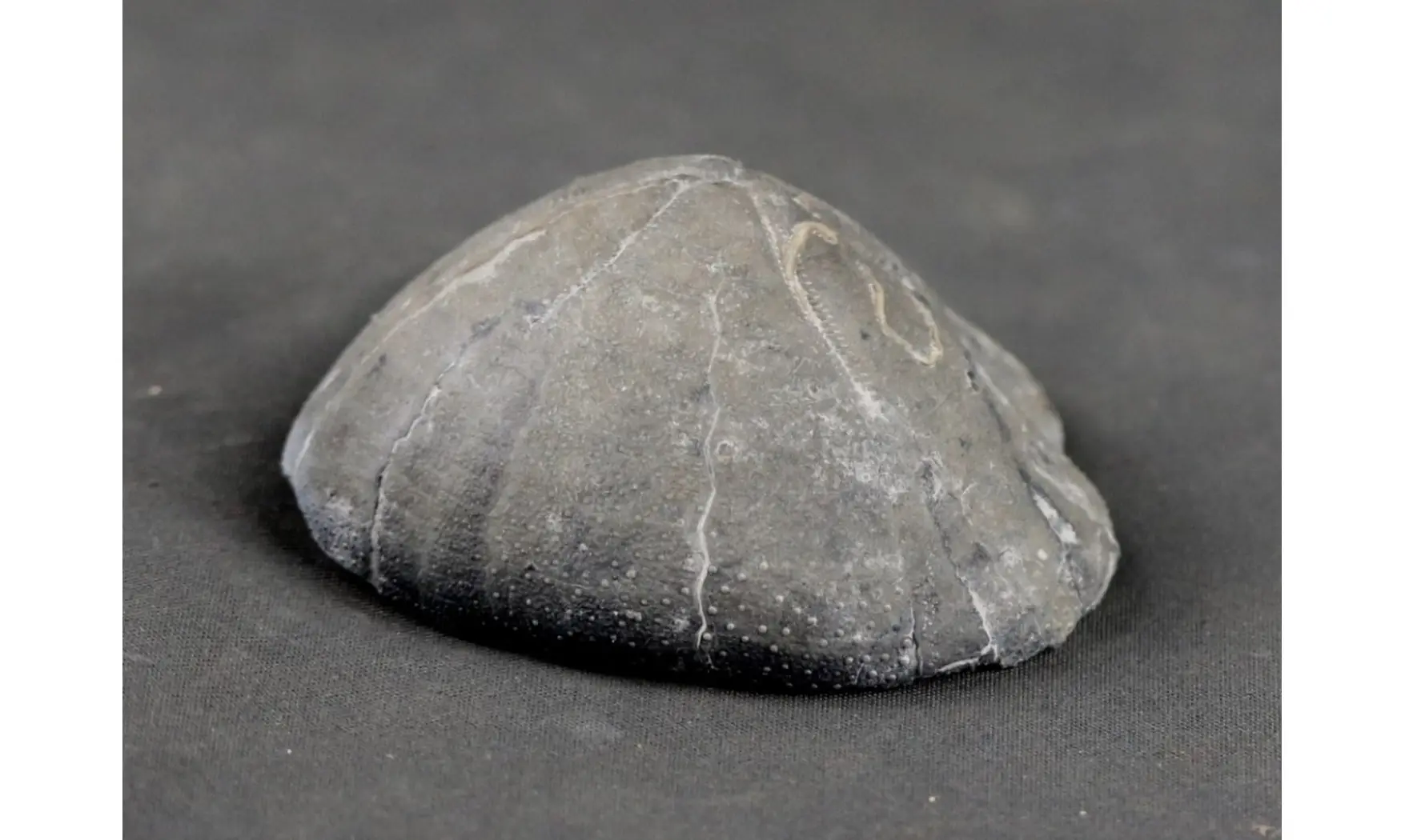 Isomicraster stolleyi