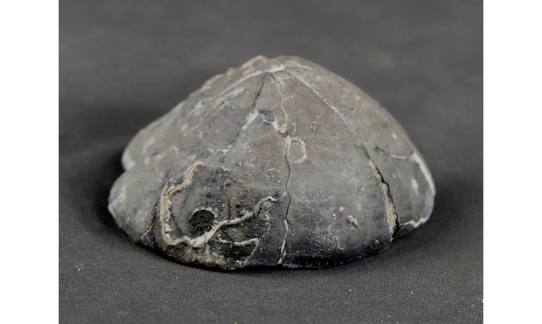 Isomicraster stolleyi