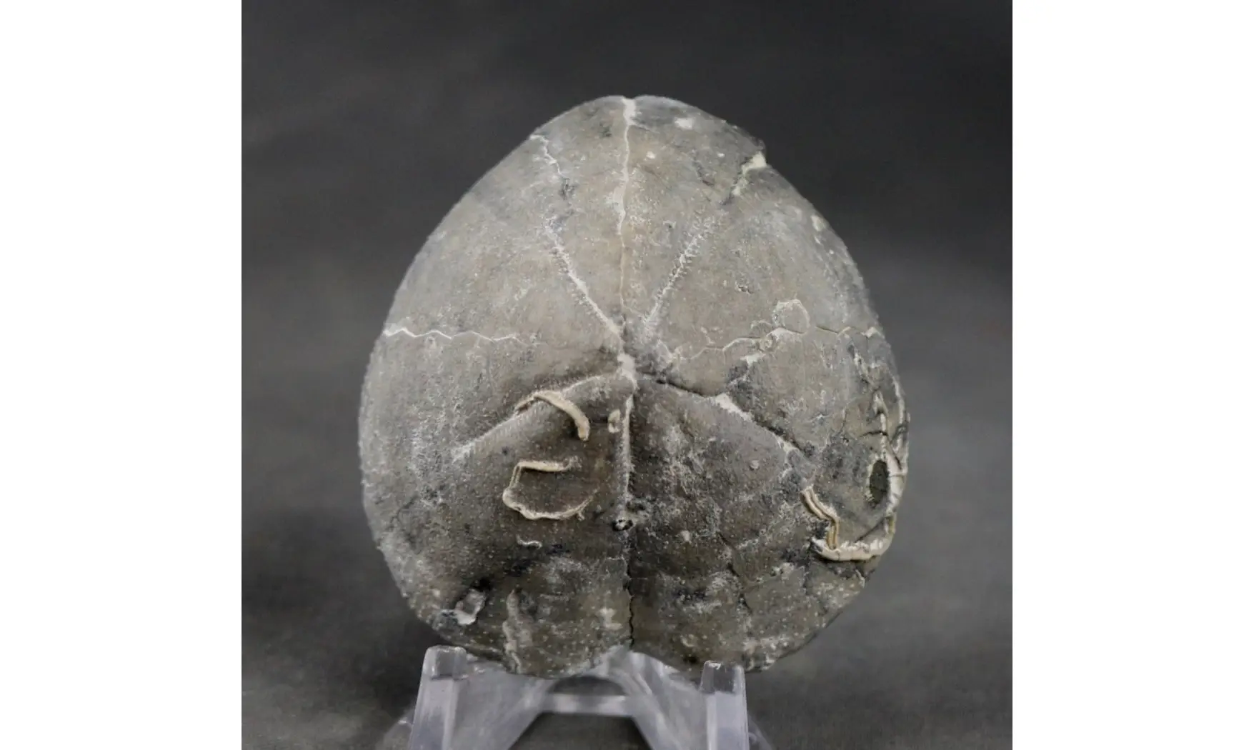 Isomicraster stolleyi