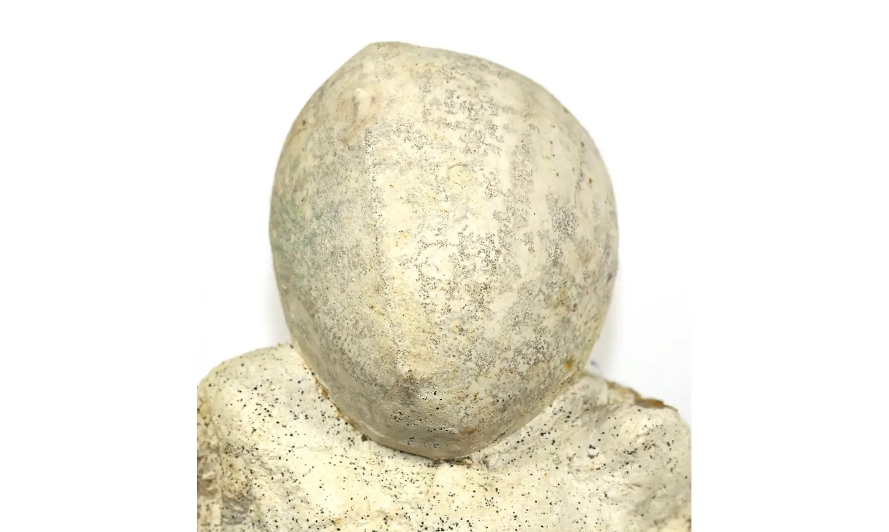 Echinocorys scutata perconica