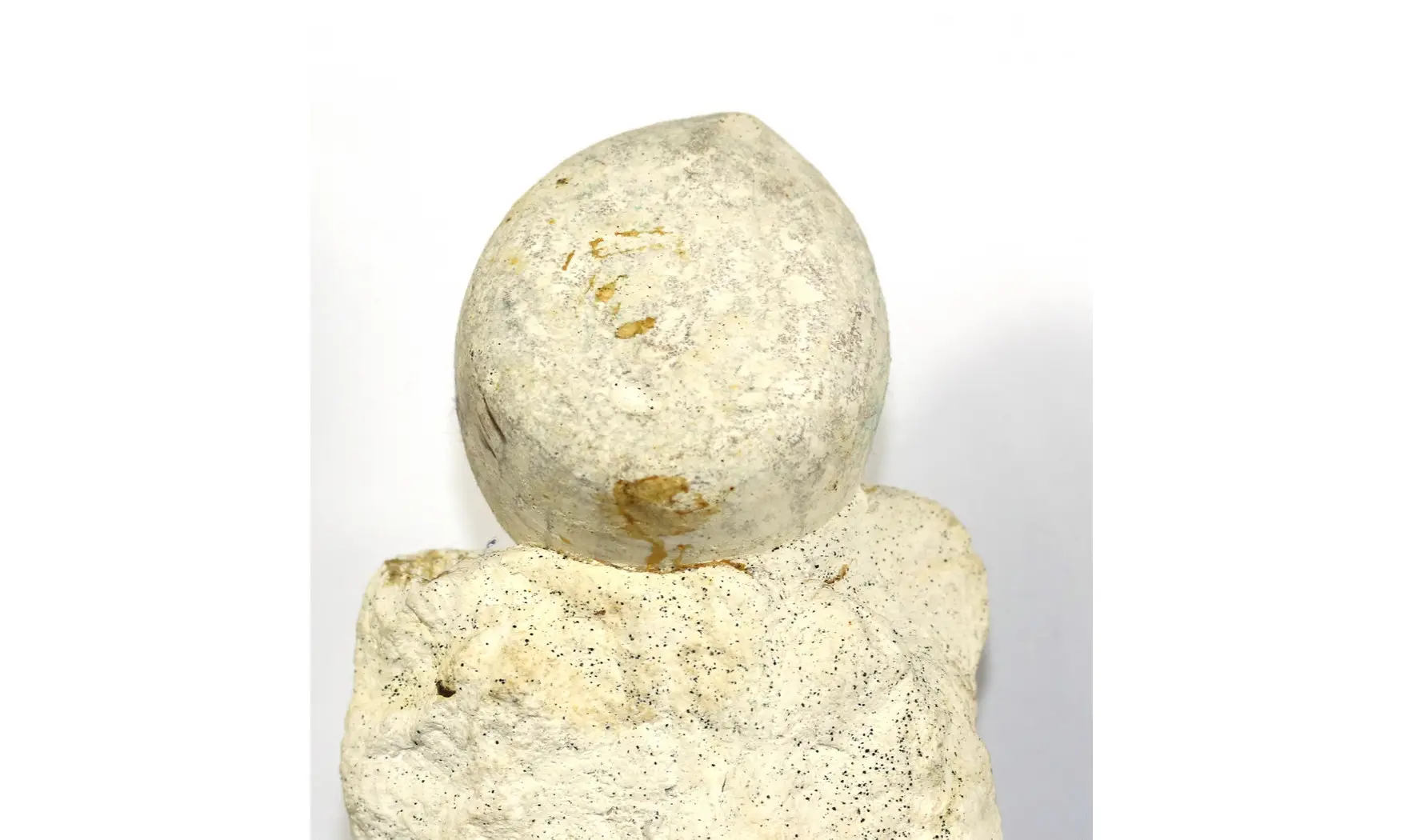 Echinocorys scutata perconica