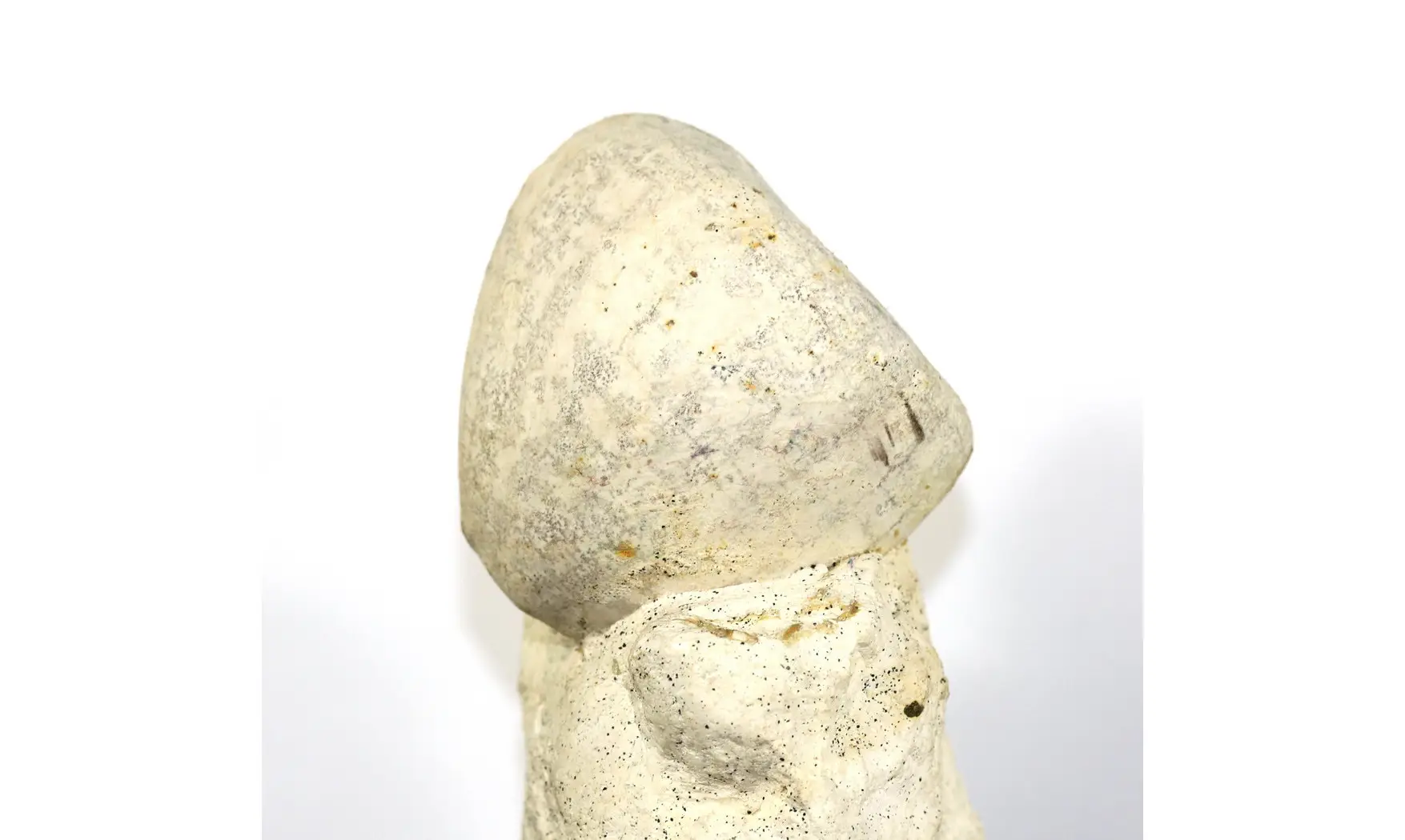 Echinocorys scutata perconica