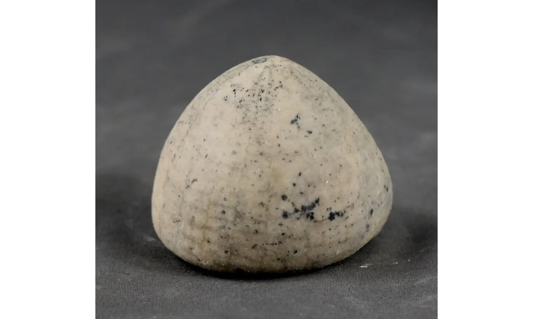 Echinocorys conica ( Agassiz)