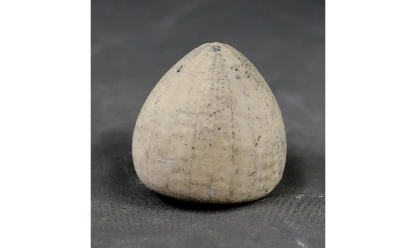 Echinocorys conica ( Agassiz)