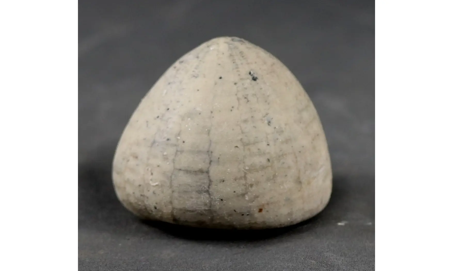 Echinocorys conica ( Agassiz)