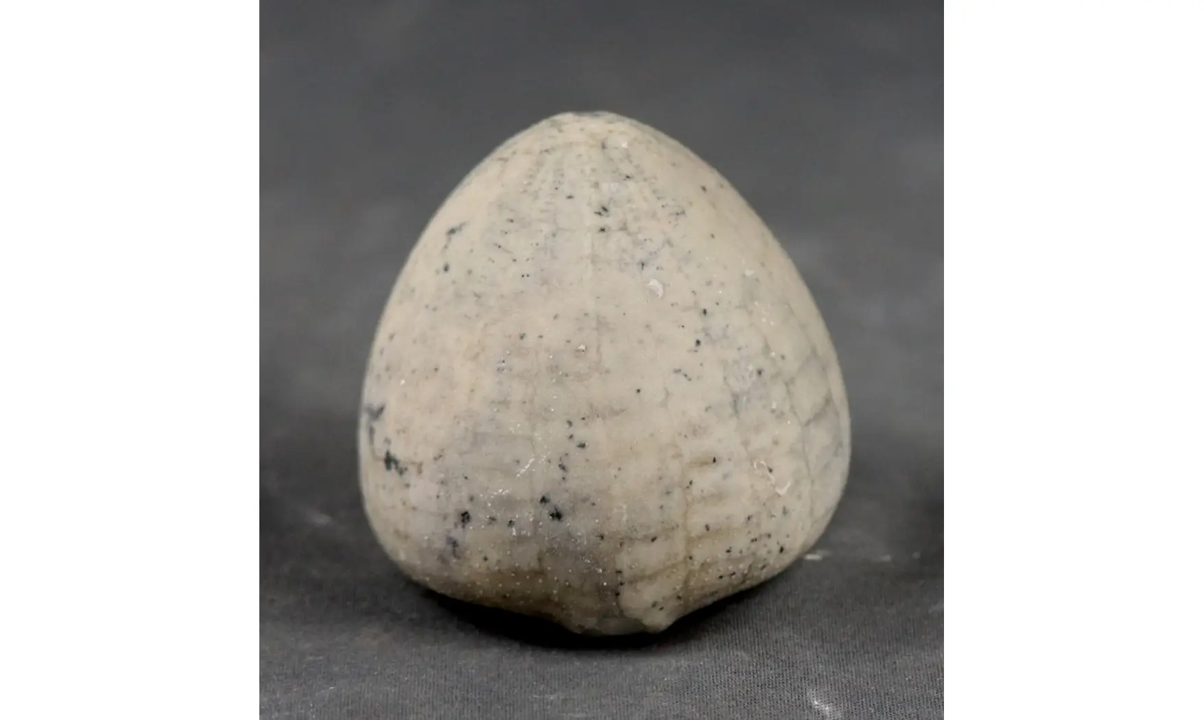 Echinocorys conica ( Agassiz)