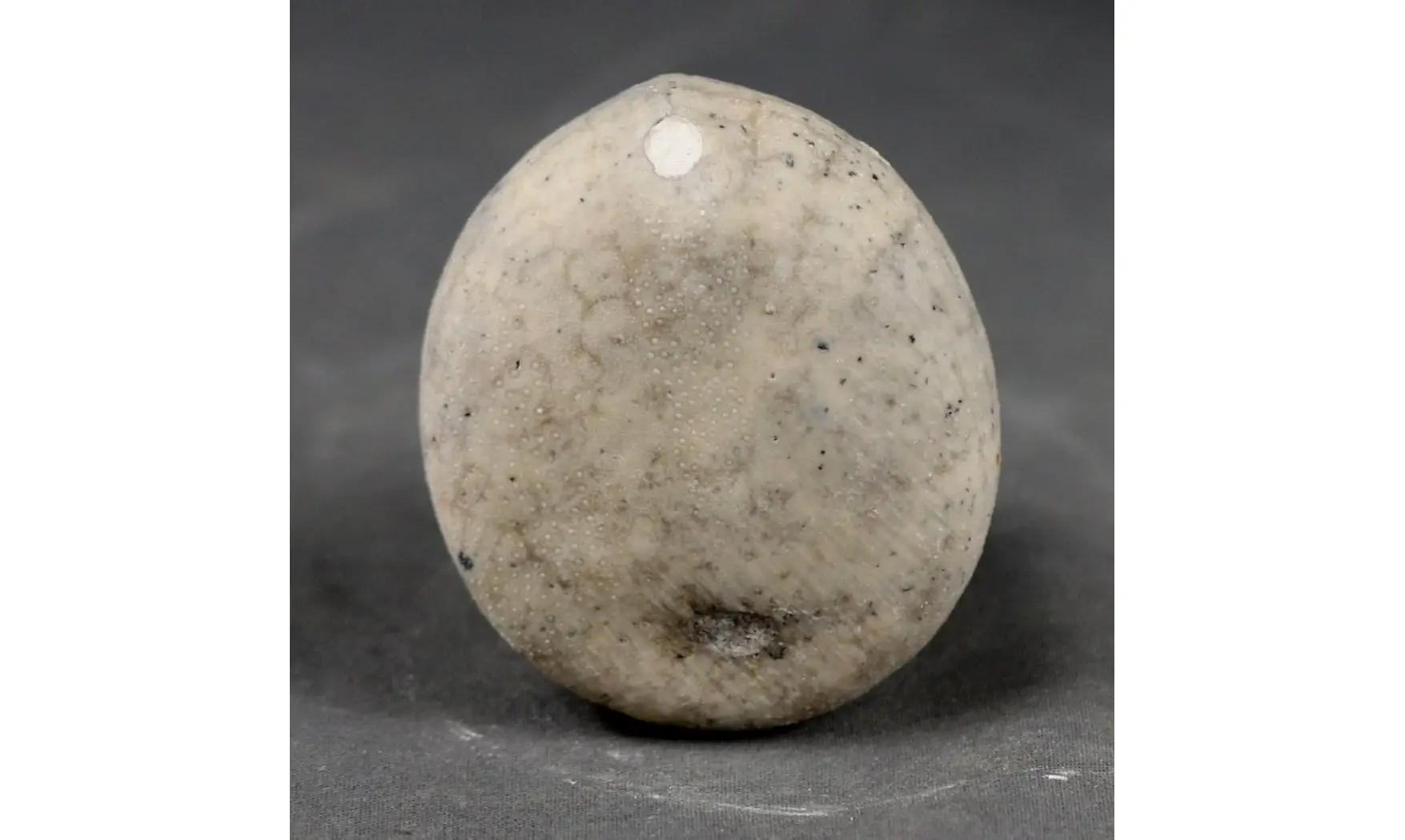 Echinocorys conica ( Agassiz)