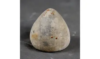 Echinocorys conica