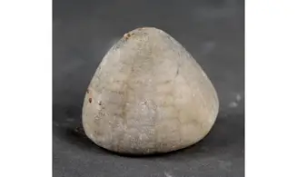 Echinocorys conica