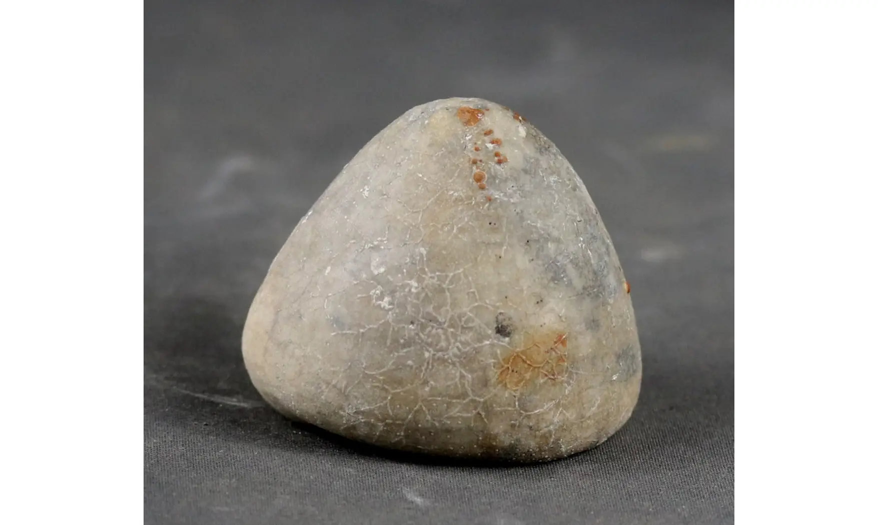 Echinocorys conica