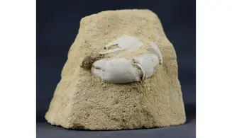 Protocallianassa faujasi