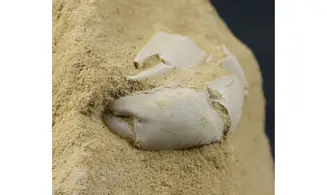 Protocallianassa faujasi