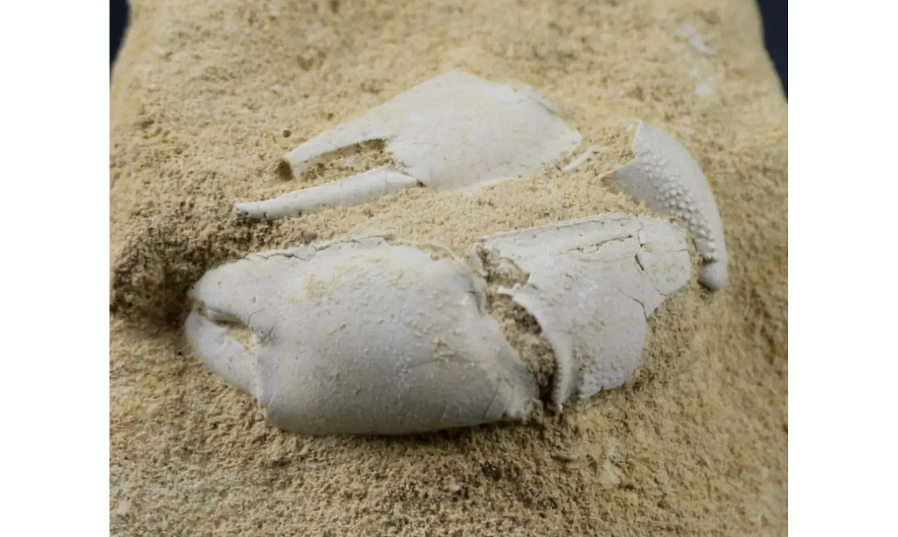 Protocallianassa faujasi