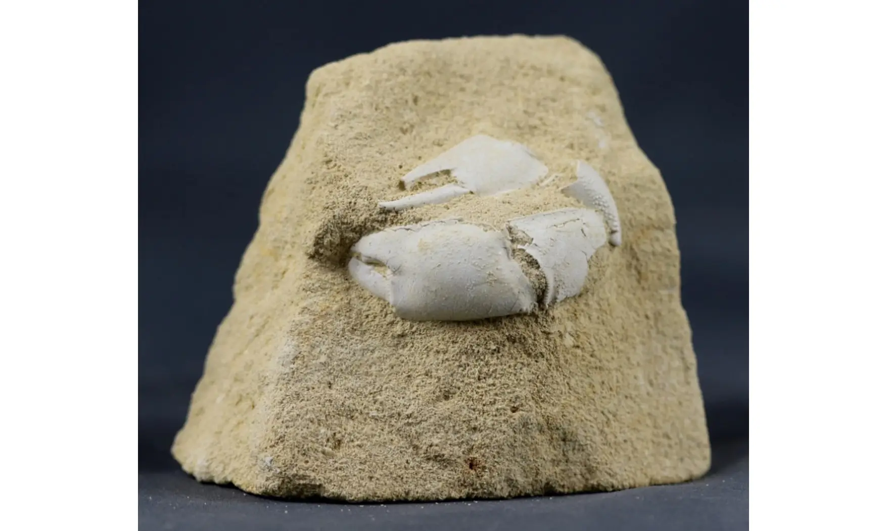 Protocallianassa faujasi