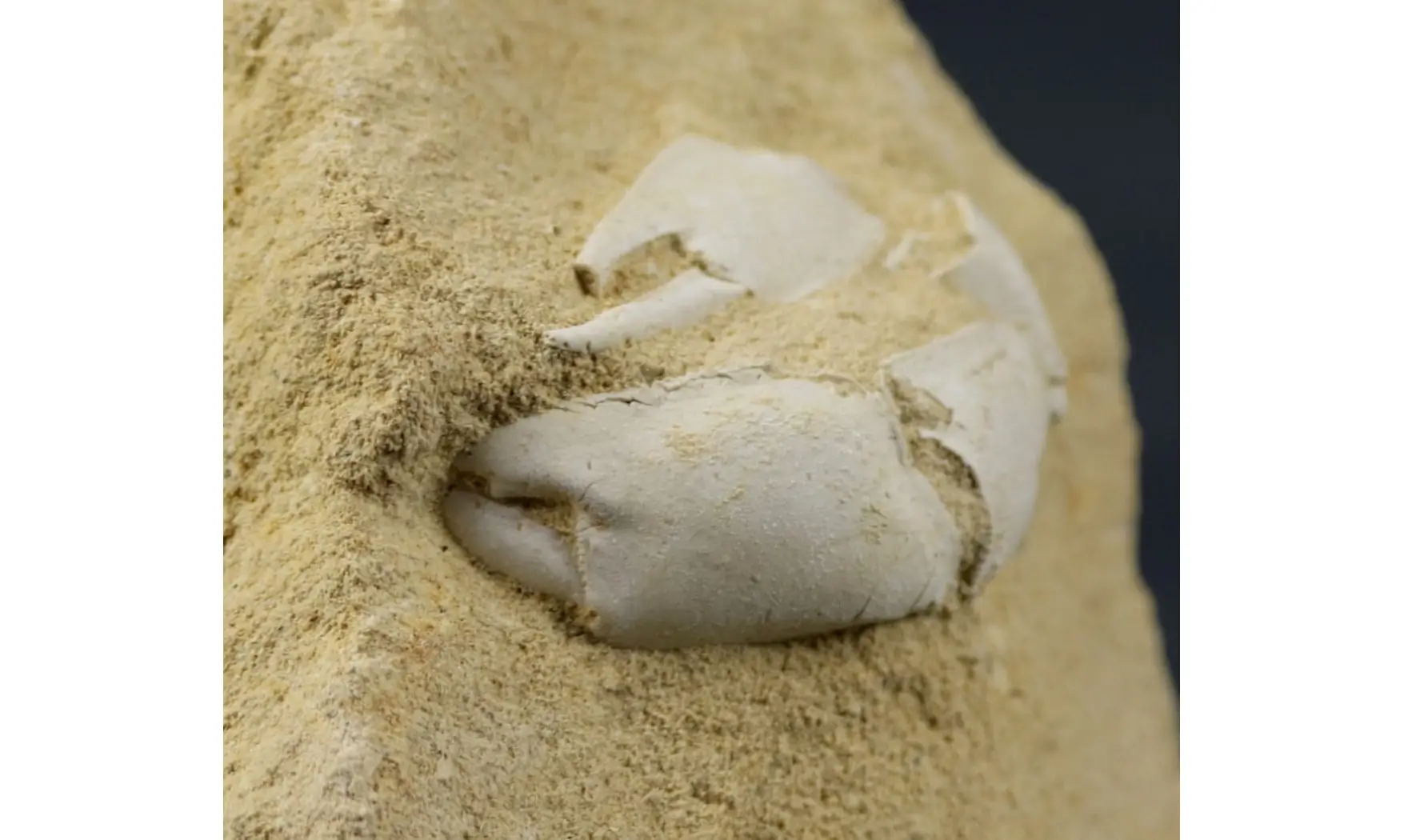 Protocallianassa faujasi