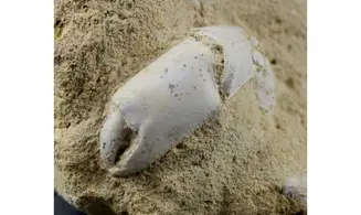 Protocallianassa faujasi
