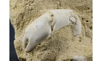Protocallianassa faujasi