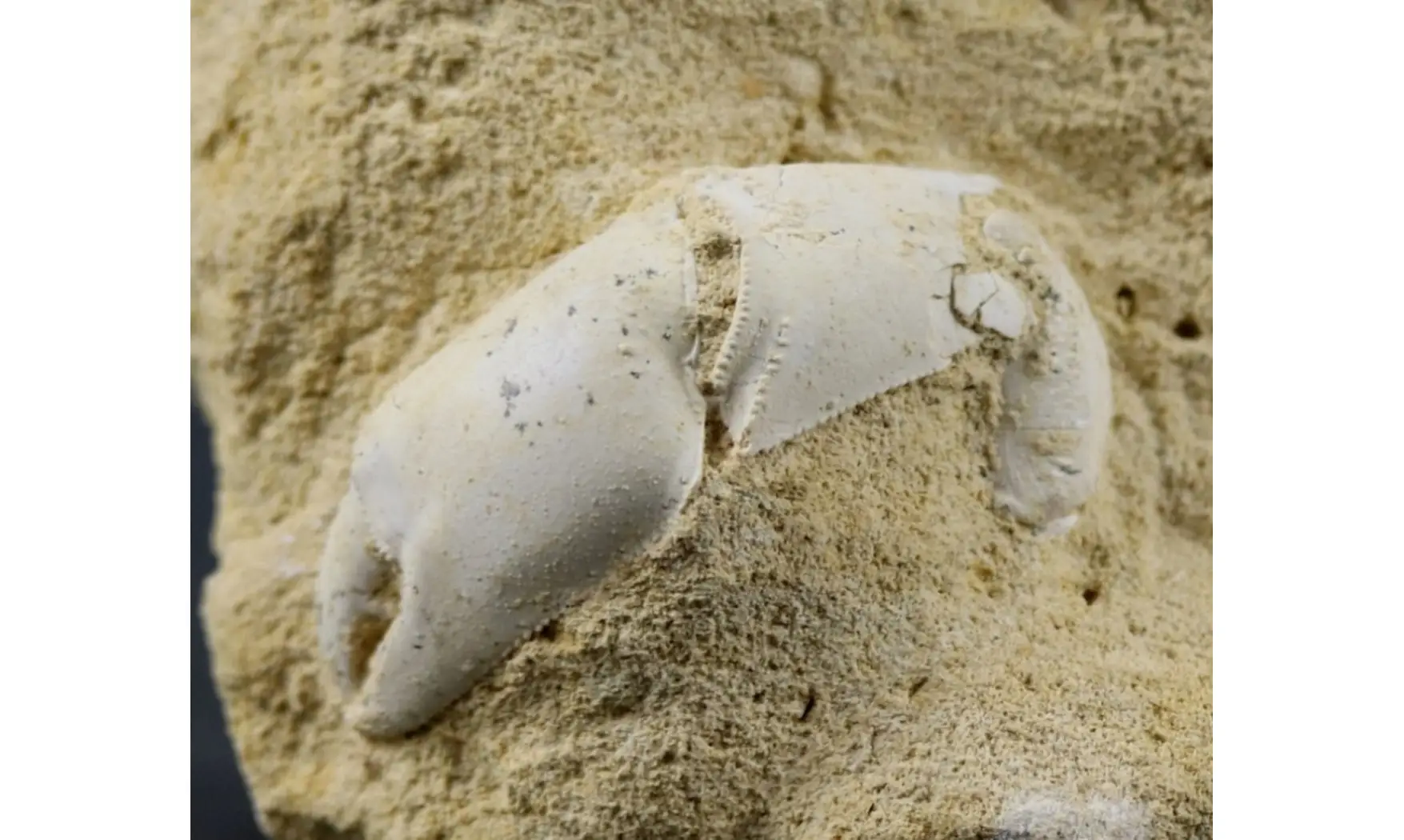 Protocallianassa faujasi