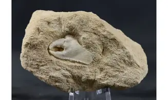Mesostylus faujasi