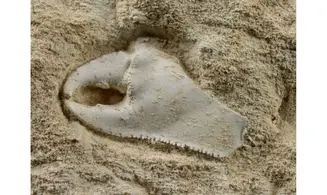 Mesostylus faujasi